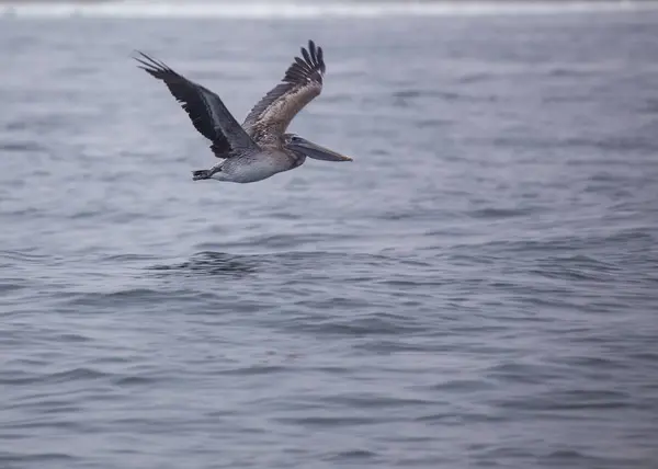 Amerikaanse Witte Pelikaan Pelecanus Erythrorhynchos Gespot San Francisco Californië — Stockfoto