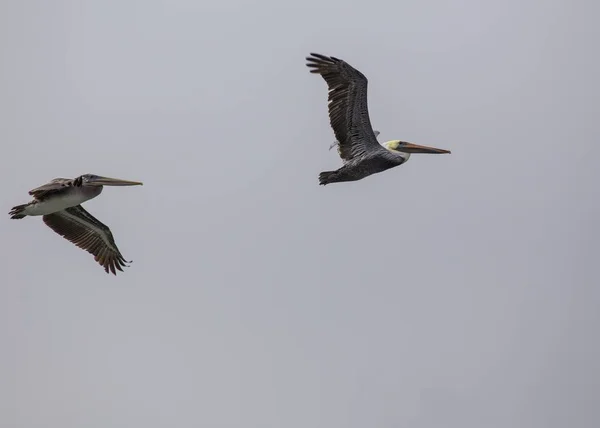 Американский Белый Пеликан Pelecanus Erythrorhynchos Замечен Сан Франциско Калифорния — стоковое фото