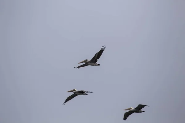 American White Pelican Pelecanus Erythrorhynchos Spotted San Francisco California — Stock Photo, Image