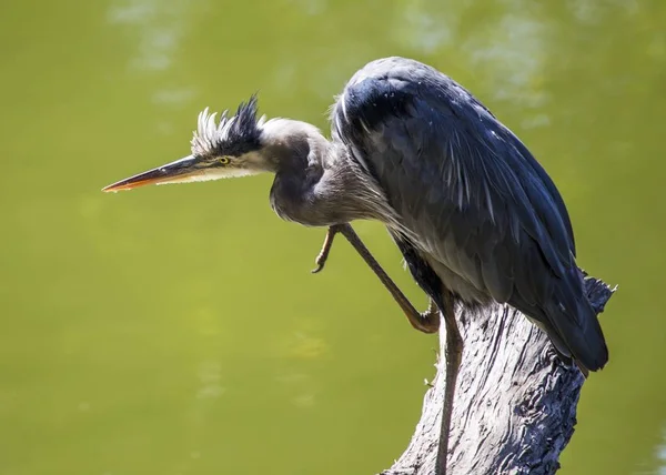 Blaureiher (ardea herodias)) — Stockfoto