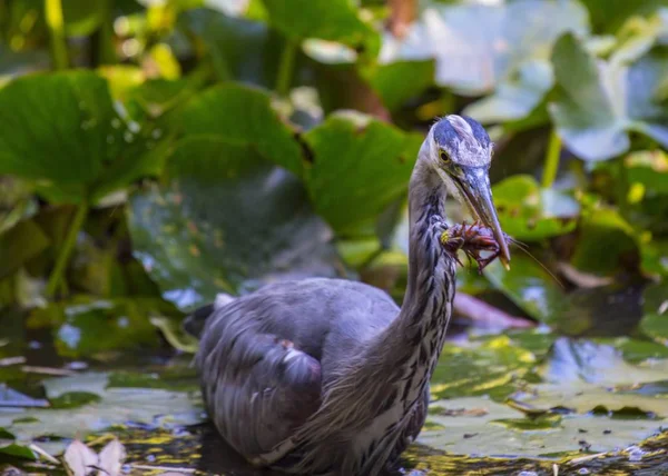 Gran Garza Azul Ardea Herodias Visto San Francisco California — Foto de Stock