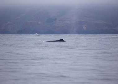San Francisco Bay için yapılan kambur balina (Megaptera novaeangliae) benekli