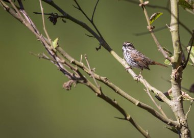 Song Sparrow (Melospiza melodia) açık havada Kaliforniya'da benekli
