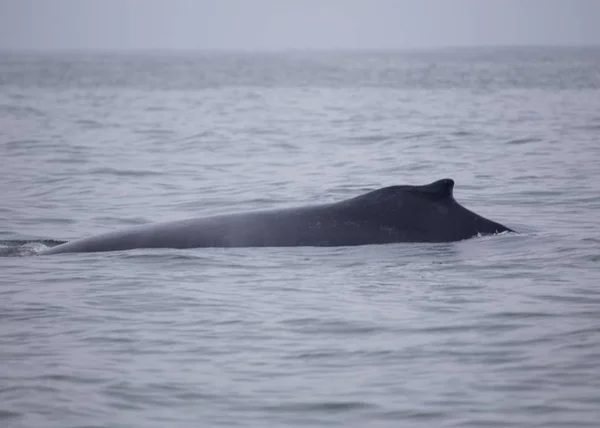 Humpback Whale Megaptera Novaeangliae Spotted San Francisco Bay — Stock Photo, Image