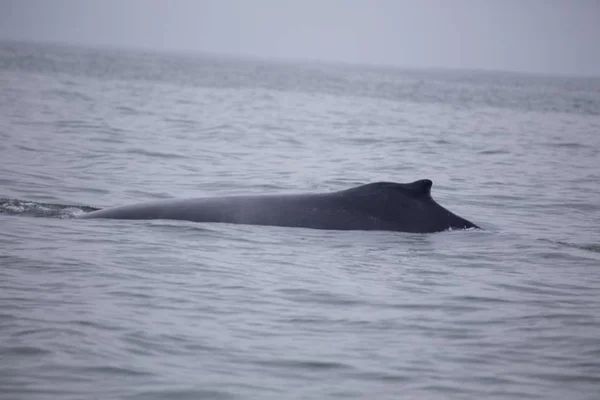 Humpback Whale Megaptera Novaeangliae Spotted San Francisco Bay — Stock Photo, Image