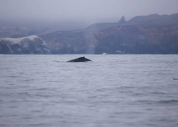 Humpback Whale (Megaptera novaeangliae) spotted in San Francisco Bay