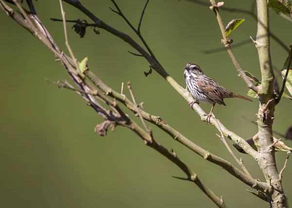 Song Sparrow Melospiza Melodia Spotted Outdoors California — Stock Photo, Image