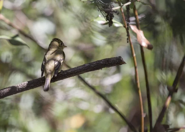 Acchiappamosche Empidonax Difficilis Avvistato San Francisco — Foto Stock