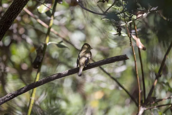 Pacific Slope Flycatcher Empidonax Difficilis Spotted San Francisco — Stock Photo, Image