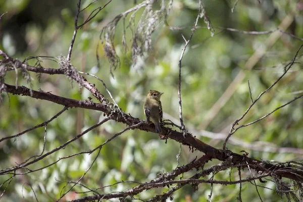 Pacific Slope Flycatcher Empidonax Difficilis Spotted San Francisco — Stock Photo, Image