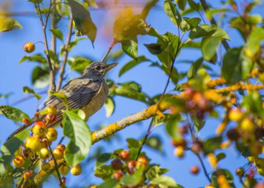 Amerikan robin (Turdus migratorius) açık havada benekli