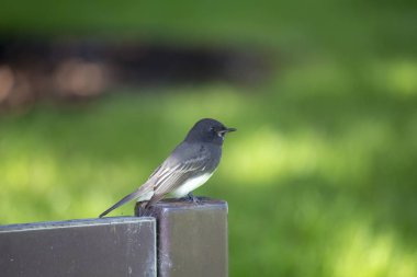 Siyah Phoebe (Sayornis nigricans) açık havada San Francisco, California'da benekli