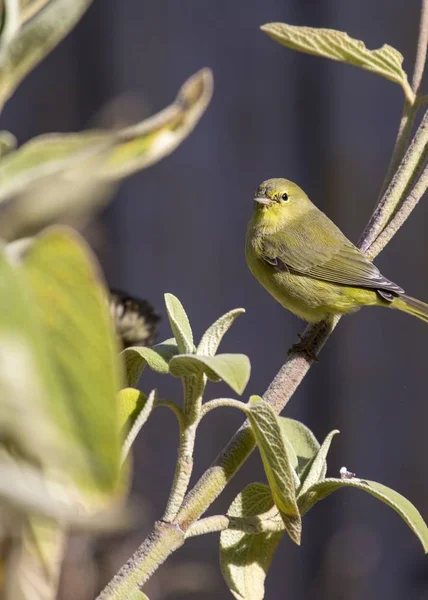 Abd Sakası Spinus Tristis Açık Havada Benekli — Stok fotoğraf