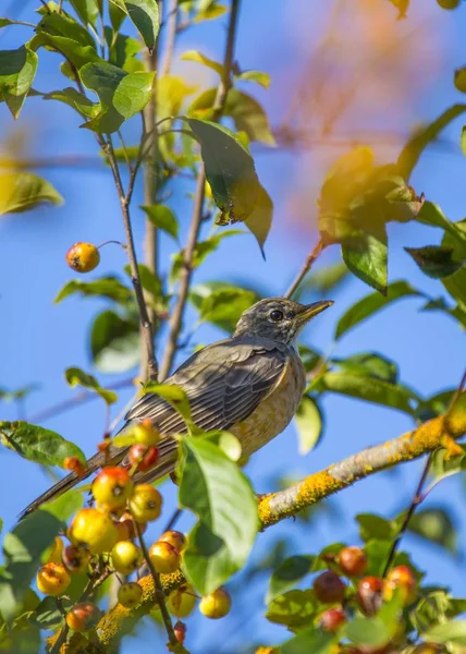 Drozd Wędrowny Turdus Migratorius Nanosi Zewnątrz — Zdjęcie stockowe