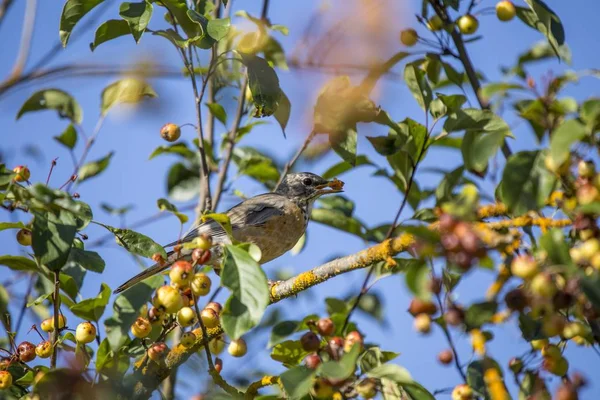 Rotkehlchen Turdus Migratorius Freien Gesichtet — Stockfoto