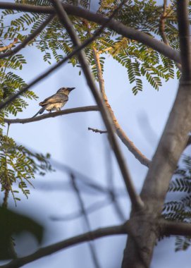 Açık havada benekli küllü çaylak herif (Dicrurus leucophaeus)