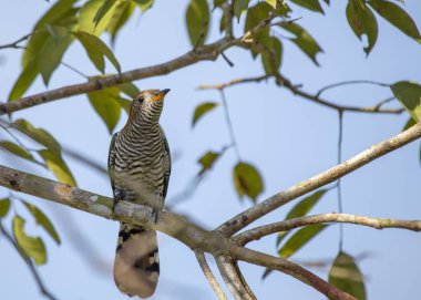 Asya Emerald guguk (örten maculatus) açık havada benekli