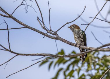 Asya Emerald guguk (örten maculatus) açık havada benekli