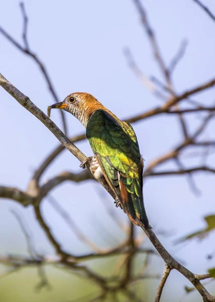 Asiático Esmeralda Cuco Chrysococcyx Maculatus Manchado Livre — Fotografia de Stock