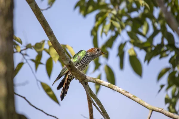 Asian Emerald Cuckoo Chrysococcyx Maculatus Spotted Outdoors — Stock Photo, Image