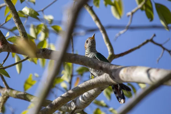 Asian Emerald Cuckoo Chrysococcyx Maculatus Spotted Outdoors — Stock Photo, Image