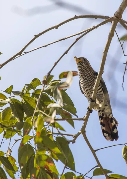 Asiático Esmeralda Cuco Chrysococcyx Maculatus Manchado Livre — Fotografia de Stock