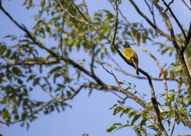 Siyah ince kenarlı bülbül (Pycnonotus flaviventris) açık havada benekli