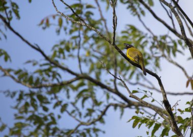Siyah ince kenarlı bülbül (Pycnonotus flaviventris) açık havada benekli