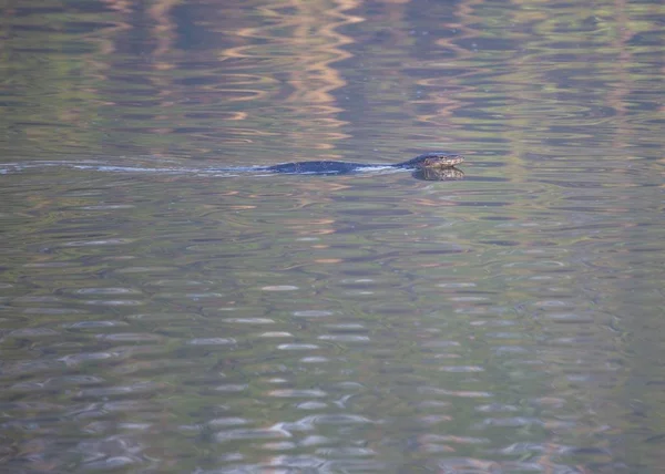 Asiatischer Wasserwaran Varanus Salvator Freien Gesichtet — Stockfoto