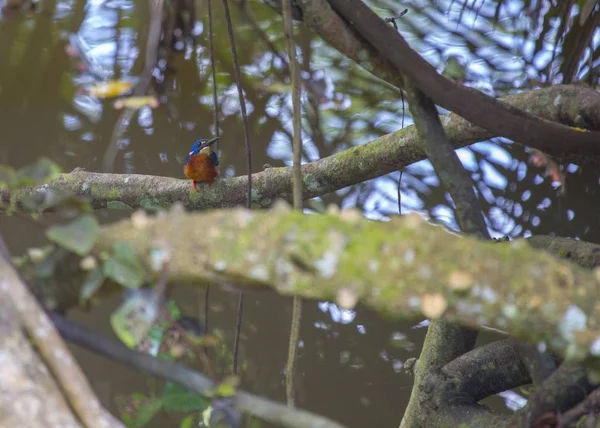 Синеухий Kingfisher Alcedo Meninting Замечен Открытом Воздухе — стоковое фото