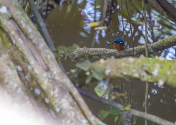 Kingfisher Oreilles Bleues Alcedo Meninting Repéré Extérieur — Photo