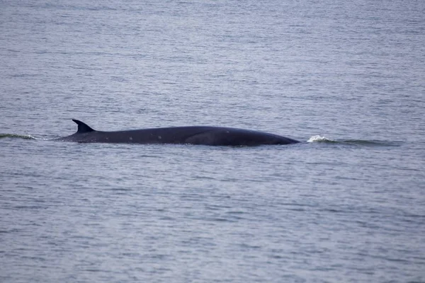 Bryde Whale Balaenoptera Brydei Spotted Outdoors — Stock Photo, Image