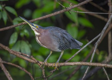Açık havada agami Heron (Agamia agami) benekli
