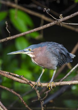 Açık havada agami Heron (Agamia agami) benekli