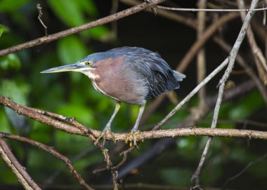 Açık havada agami Heron (Agamia agami) benekli