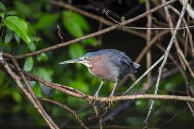 Açık havada agami Heron (Agamia agami) benekli