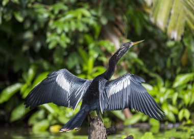 Yılanboyungiller (Yılanboyungiller Yılanboyungiller) açık havada benekli