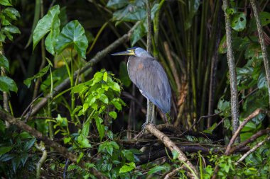 Çıplak gerdanlı kaplan-açık havada benekli balıkçıl (Tigrisoma mexicanum)
