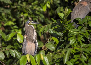 Çıplak gerdanlı kaplan-açık havada benekli balıkçıl (Tigrisoma mexicanum)