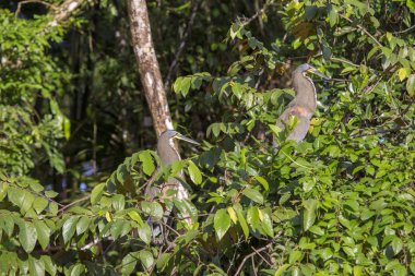 Çıplak gerdanlı kaplan-açık havada benekli balıkçıl (Tigrisoma mexicanum)