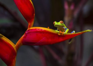 Açık havada benekli kırmızı Treefrog (amfibi callidryas)