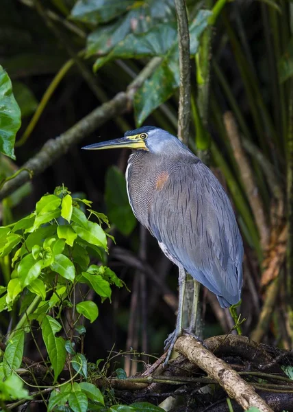 Bare Throated Tiger Heron Tigrisoma Mexicanum Spotted Outdoors — Stock Photo, Image