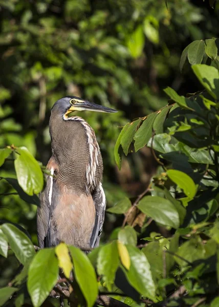 Macan Heron Berleher Duri Tigrisoma Mexicanum Terlihat Luar Ruangan — Stok Foto