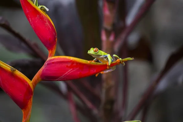 Rode Ogen Klimmende Agalychnis Callidryas Gespot Buiten — Stockfoto