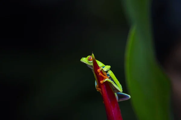 Red Eyed Treefrog Agalychnis Callidryas Melihat Keluar Ruangan — Stok Foto