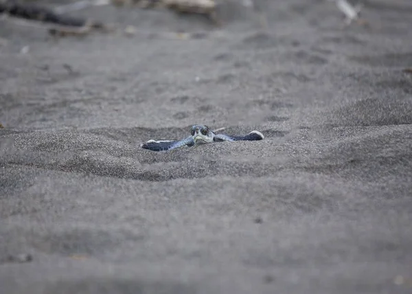 Bebek Yeşil Deniz Kaplumbağası Chelonia Mydas Açık Havada Benekli — Stok fotoğraf