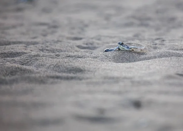Bebek Yeşil Deniz Kaplumbağası Chelonia Mydas Açık Havada Benekli — Stok fotoğraf