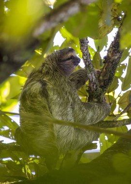 Açık havada benekli kahverengi gerdanlı tembellik (Bradypus variegatus)