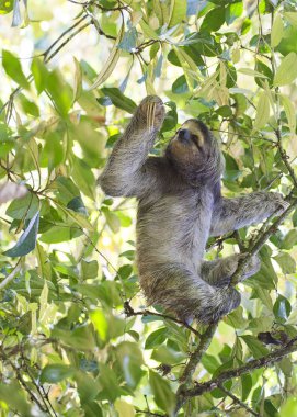 Açık havada benekli kahverengi gerdanlı tembellik (Bradypus variegatus)