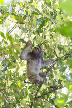 Açık havada benekli kahverengi gerdanlı tembellik (Bradypus variegatus)